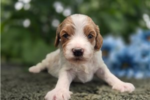 Tundra - puppy for sale