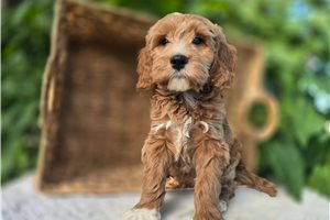 Timon - puppy for sale