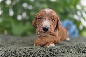 Trip - puppy for sale