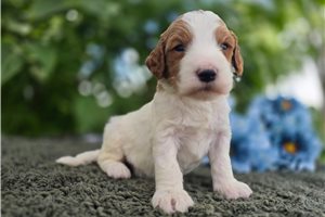 Trombone - Goldendoodle, Mini for sale
