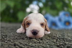 Twinkle - puppy for sale