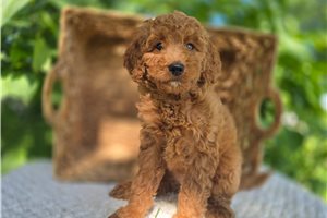 Tasha - Goldendoodle, Mini for sale