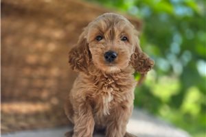 Tricia - puppy for sale