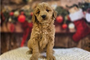 Dolly - Goldendoodle for sale