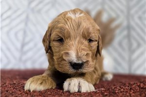 Dusty - Goldendoodle for sale