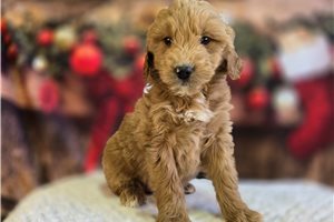 Dynasty - Goldendoodle for sale