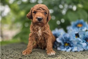 Tristan - puppy for sale