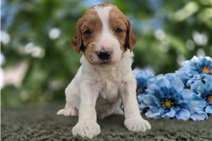 Troy - puppy for sale