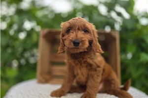 Tori - puppy for sale