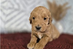 Delilah - Goldendoodle for sale