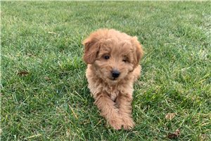 Kirby - Goldendoodle for sale