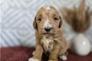 Diego - Goldendoodle for sale