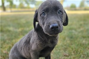 Rylan - Labrador Retriever for sale