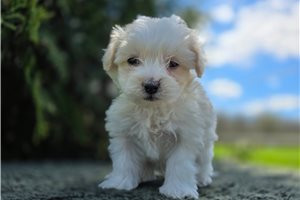 Onyx - Malti Poo - Maltipoo for sale
