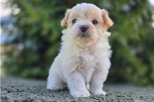 Oriana - puppy for sale