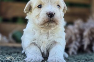 Polly - puppy for sale
