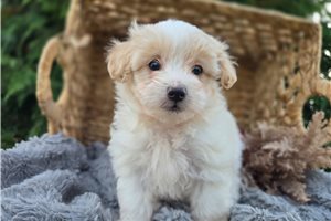 Pocahontas - Maltipoo for sale