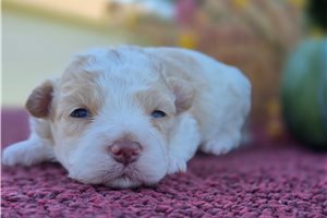 Poof - Maltipoo for sale