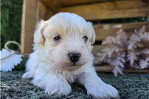 Pilot - Maltipoo for sale