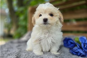 Oriana - Malti Poo - Maltipoo for sale