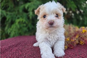Poof - Maltipoo for sale