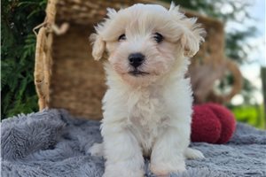 Pilot - Maltipoo for sale