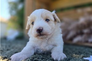 Pocahontas - puppy for sale