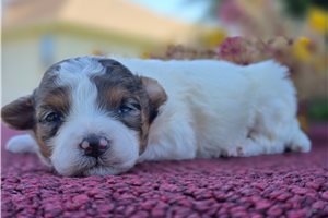 Pint - puppy for sale