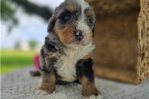 Talia - puppy for sale