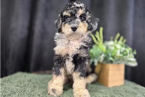 Oregano - Bernedoodle, Mini for sale