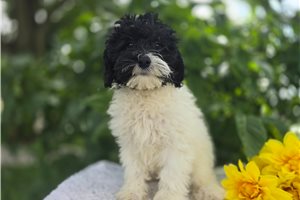 Stormie - Bernedoodle, Mini for sale