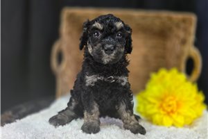Odessa - Mini Bernedoodle for sale