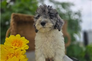 Shane - Mini Bernedoodle for sale