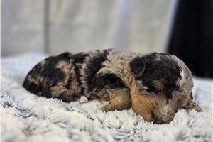 Oceana - puppy for sale