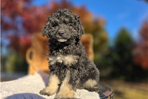 Khloe - Bernedoodle, Mini for sale