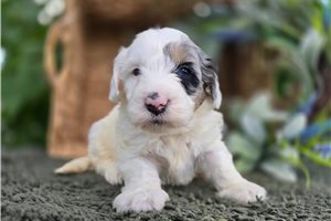 Gohan - puppy for sale