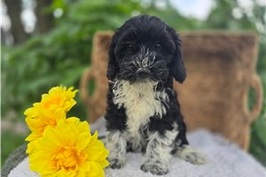 Stella - Mini Bernedoodle for sale