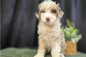 Owen - Bernedoodle, Mini for sale