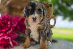 Tallulah - puppy for sale