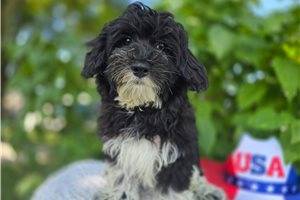 Selene - Bernedoodle, Mini for sale