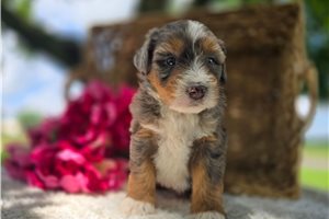 Tessa - Bernedoodle, Mini for sale