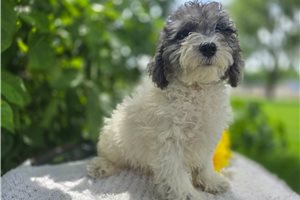 Shane - Bernedoodle, Mini for sale