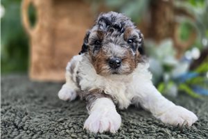 Ginger - Bernedoodle, Mini for sale