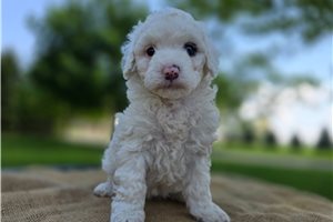 Zara - Bernedoodle, Mini for sale