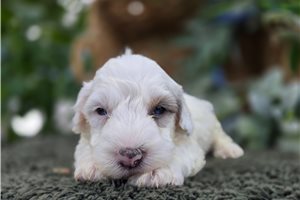 Gordan - puppy for sale