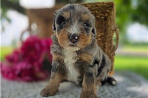 Tabbie - puppy for sale