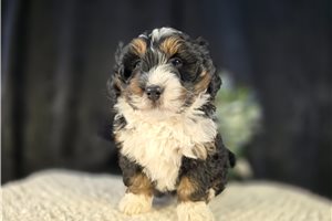 Malcolm - puppy for sale