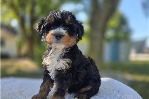 Kaylee - puppy for sale