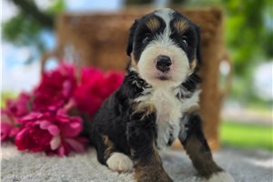 Tamara - Bernedoodle, Mini for sale