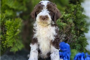 Slater - Bernedoodle, Mini for sale